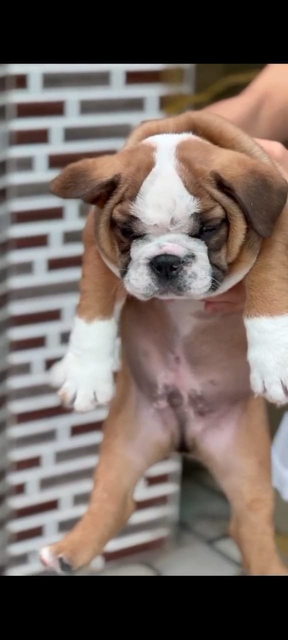 Buy Vaccinated  English Bulldog Puppy from Kolkata